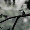 Lednacek promenlivy - Todiramphus chloris - Collared Kingfisher o2374